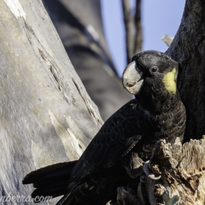 Zanda funerea (Yellow-tailed Black-Cockatoo) at Red Hill, ACT - 26 Apr 2019 by BIrdsinCanberra