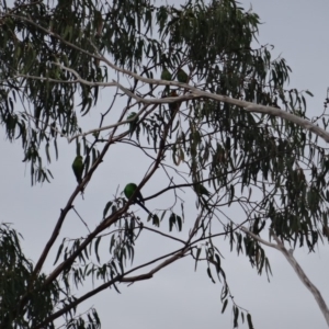 Polytelis swainsonii at Hughes, ACT - suppressed