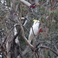 Cacatua galerita at Deakin, ACT - 1 May 2019 07:32 AM