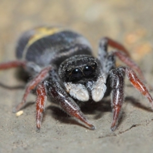 Apricia jovialis at Hackett, ACT - 30 Apr 2019 12:19 PM