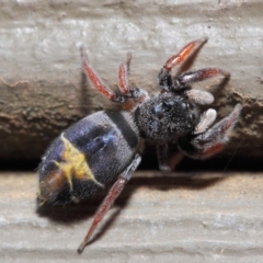 Apricia jovialis at Hackett, ACT - 30 Apr 2019 12:19 PM