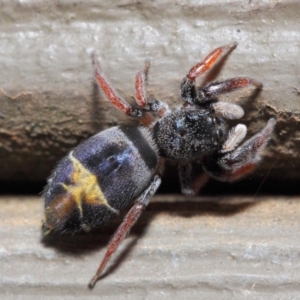 Apricia jovialis at Hackett, ACT - 30 Apr 2019 12:19 PM