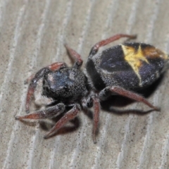 Apricia jovialis at Hackett, ACT - 30 Apr 2019 12:19 PM