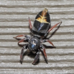 Apricia jovialis at Hackett, ACT - 30 Apr 2019 12:19 PM