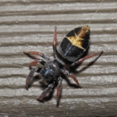 Apricia jovialis at Hackett, ACT - 30 Apr 2019 12:19 PM