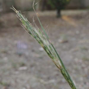 Bothriochloa macra at Gordon, ACT - 4 Mar 2019