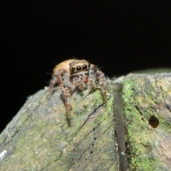 Opisthoncus sp. (genus) (Unidentified Opisthoncus jumping spider) at ANBG - 30 Apr 2019 by TimL