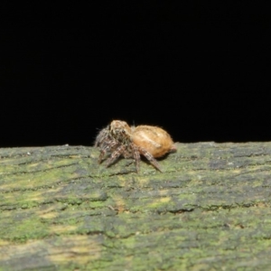 Opisthoncus sp. (genus) at Acton, ACT - 30 Apr 2019 01:16 PM