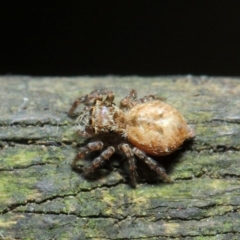 Opisthoncus sp. (genus) at Acton, ACT - 30 Apr 2019 01:16 PM