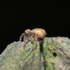 Opisthoncus sp. (genus) at Acton, ACT - 30 Apr 2019 01:16 PM