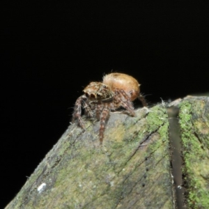 Opisthoncus sp. (genus) at Acton, ACT - 30 Apr 2019 01:16 PM