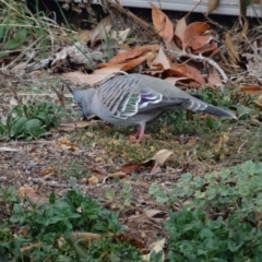 Ocyphaps lophotes (Crested Pigeon) at Deakin, ACT - 1 May 2019 by LisaH