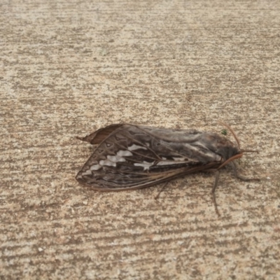 Abantiades atripalpis (Bardee grub/moth, Rain Moth) at Ainslie, ACT - 2 May 2019 by RachelDowney