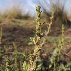 Dysphania pumilio (Small Crumbweed) at Tuggeranong DC, ACT - 12 Mar 2019 by michaelb