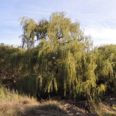 Salix babylonica (Weeping Willow) at Point Hut to Tharwa - 12 Mar 2019 by MichaelBedingfield