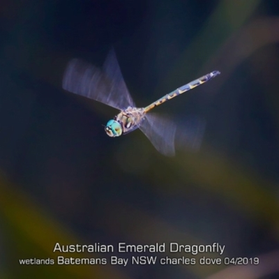 Hemicordulia australiae (Australian Emerald) at Batemans Bay, NSW - 24 Apr 2019 by CharlesDove