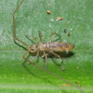Collembola (class) at Acton, ACT - 30 Apr 2019 01:18 PM