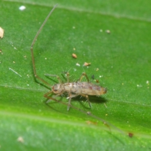 Collembola sp. (class) at Acton, ACT - 30 Apr 2019