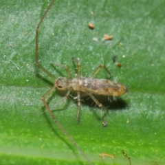 Collembola (class) at Acton, ACT - 30 Apr 2019 01:18 PM