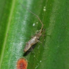 Collembola (class) at Acton, ACT - 30 Apr 2019 01:18 PM