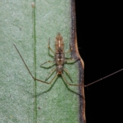 Collembola sp. (class) at Acton, ACT - 30 Apr 2019