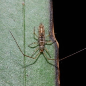 Collembola (class) at Acton, ACT - 30 Apr 2019 01:18 PM