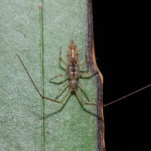 Collembola sp. (class) at Acton, ACT - 30 Apr 2019