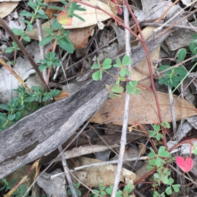 Oxalis sp. (Wood Sorrel) at Deakin, ACT - 2 May 2019 by LisaH