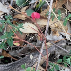 Oxalis sp. at Deakin, ACT - 2 May 2019