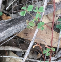 Oxalis sp. at Deakin, ACT - 2 May 2019