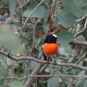 Petroica boodang at Deakin, ACT - 2 May 2019