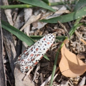 Utetheisa pulchelloides at Hughes, ACT - 2 May 2019