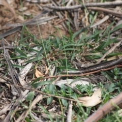 Utetheisa pulchelloides at Hughes, ACT - 2 May 2019