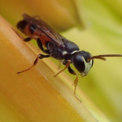 Hylaeus (Prosopisteron) littleri (Hylaeine colletid bee) at Spence, ACT - 2 May 2019 by Laserchemisty