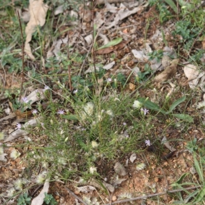 Vittadinia cuneata var. cuneata (Fuzzy New Holland Daisy) at Federal Golf Course - 2 May 2019 by LisaH