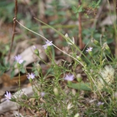 Vittadinia cuneata var. cuneata at Hughes, ACT - 2 May 2019 02:03 PM