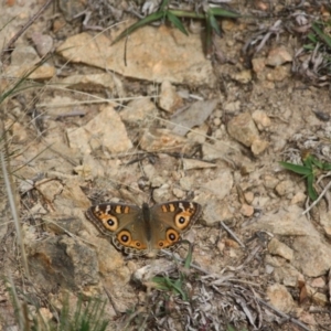 Junonia villida at Hughes, ACT - 2 May 2019