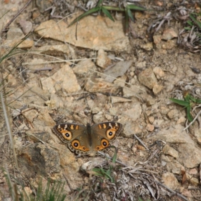 Junonia villida (Meadow Argus) at Federal Golf Course - 2 May 2019 by LisaH