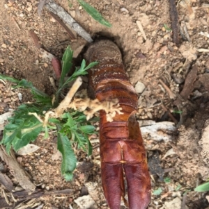 Hepialidae (family) at Hughes, ACT - 2 May 2019 11:13 AM