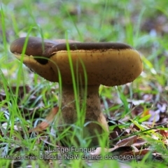 Phlebopus marginatus (Giant Bolete) at Ulladulla, NSW - 23 Apr 2019 by CharlesDove