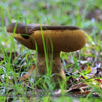 Phlebopus marginatus (Giant Bolete) at Ulladulla, NSW - 22 Apr 2019 by Charles Dove