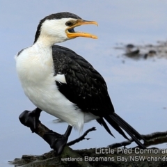 Microcarbo melanoleucos (Little Pied Cormorant) at Batemans Bay, NSW - 24 Apr 2019 by CharlesDove