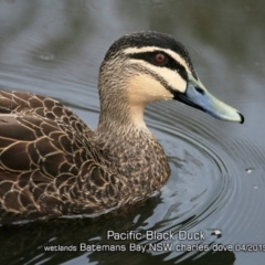 Anas superciliosa (Pacific Black Duck) at Batemans Bay, NSW - 24 Apr 2019 by CharlesDove