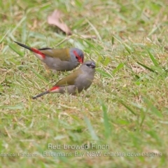 Neochmia temporalis (Red-browed Finch) at Mogo, NSW - 24 Apr 2019 by CharlesDove