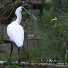 Platalea regia (Royal Spoonbill) at Batemans Bay, NSW - 24 Apr 2019 by CharlesDove