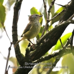 Acanthiza lineata (Striated Thornbill) at Ulladulla, NSW - 23 Apr 2019 by CharlesDove