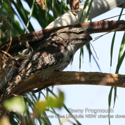 Podargus strigoides (Tawny Frogmouth) at Ulladulla, NSW - 22 Apr 2019 by CharlesDove