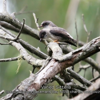 Daphoenositta chrysoptera (Varied Sittella) at Mogo, NSW - 23 Apr 2019 by Charles Dove