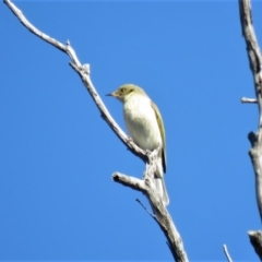 Ptilotula fusca at Carwoola, NSW - 27 Apr 2019