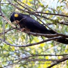 Zanda funerea (Yellow-tailed Black-Cockatoo) at Berry Mountain, NSW - 25 Apr 2019 by Charles Dove